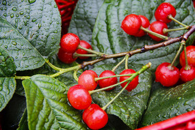 ��Ҷ��ӣ��