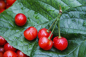 ��Ҷӣ����