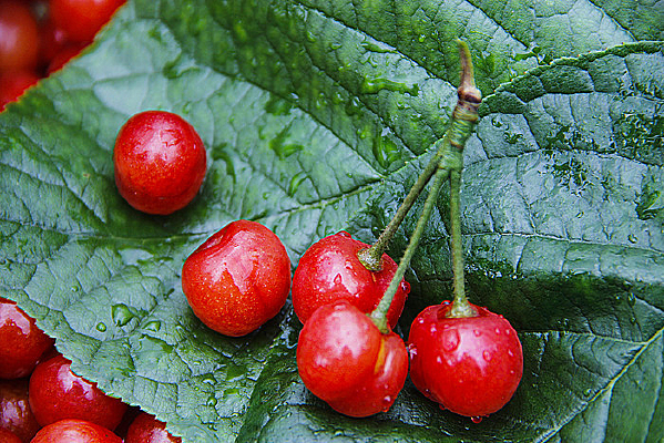 ��Ҷӣ����