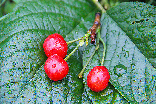 ����ӣ��