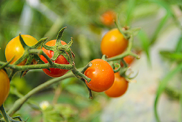 ��ɫС����