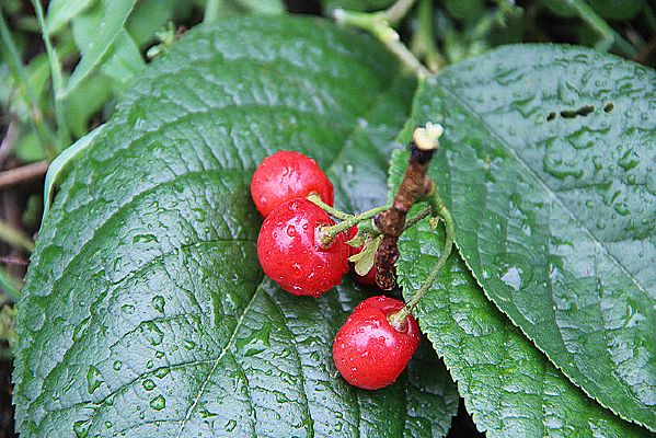 ӣ������