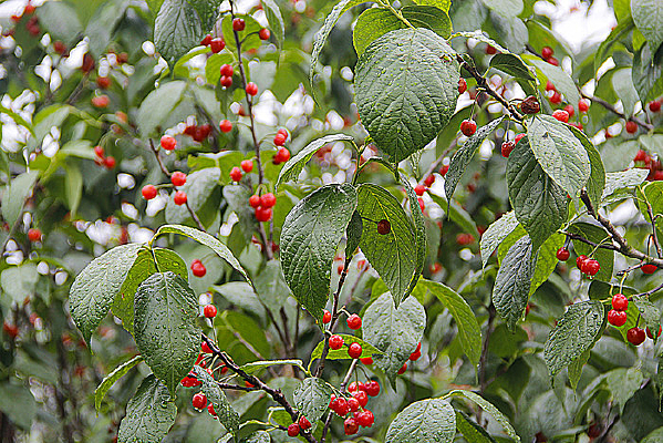 ӣ����ӣ��