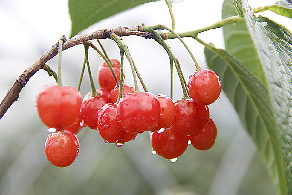 ӣ��԰����