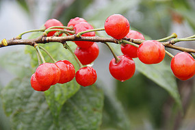 ����ӣ��