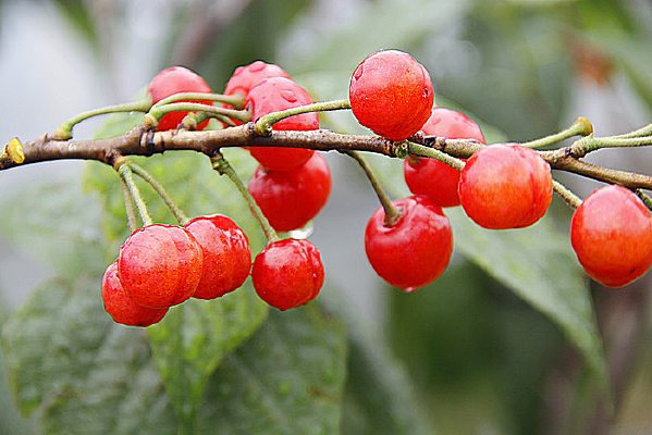 ����ӣ��