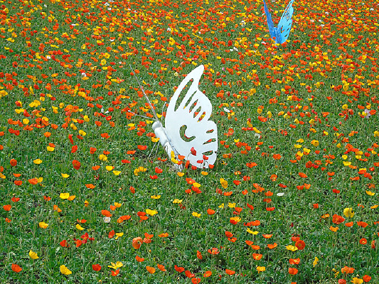 ��ɫ����