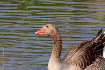 ��ׯ�ĺ���