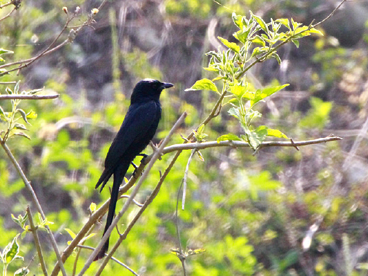 �����ĺھ�β