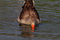 �����ĺ���