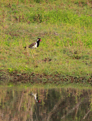 �������ⴹ��