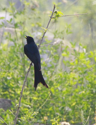 �����ĺھ�β