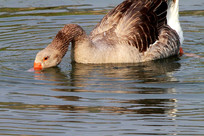 ��ʳ�ĺ���