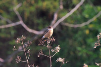 �����ĺں�ʯ