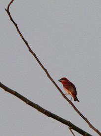 ����������ȸ