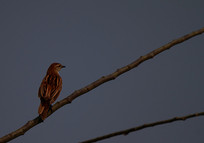 �������ر���ȸ