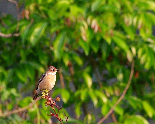 �����ĺں�ʯ