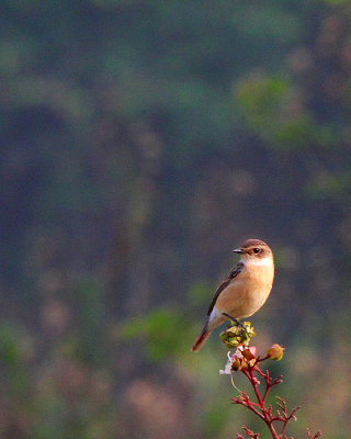 Ư���ĺں�ʯ