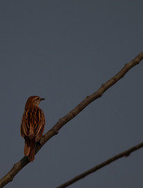 ��ë���ʵ��ر���ȸ