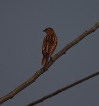 ��ë�������ر���ȸ