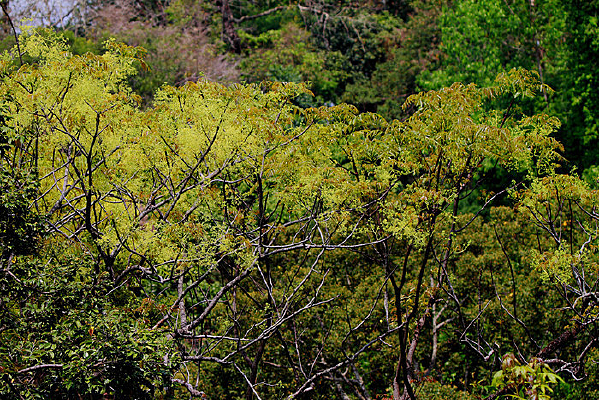 ������ԭʼɭ��