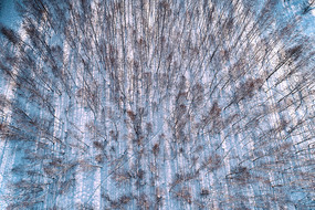 ���Ķ������� 