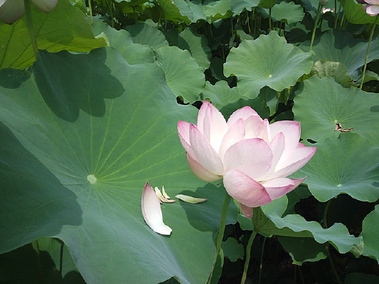 ���˻���ĺɻ�