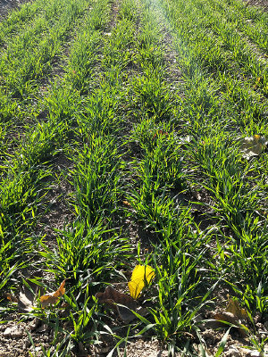 ����С��