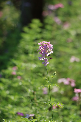 �ۺ�ɫ�������ͼ