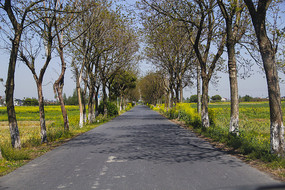 田园乡村路