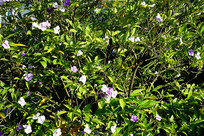 ԧ������ 