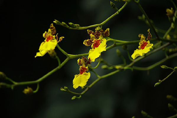 ��оС�ƺ�����