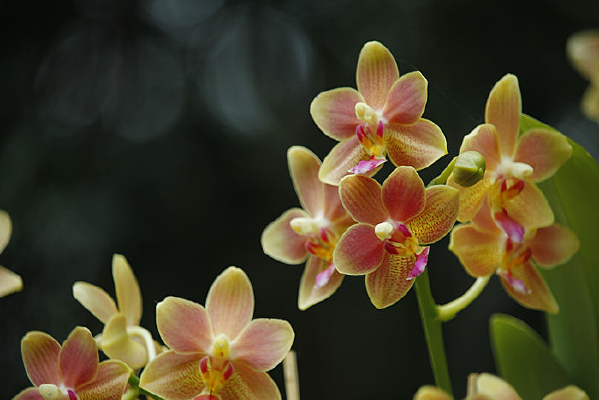 ��ɫС������