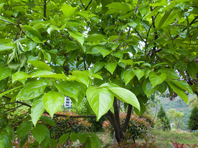 ��Ҷ��ľ������