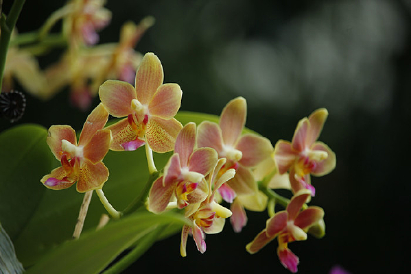 ʢ���ĺ�����