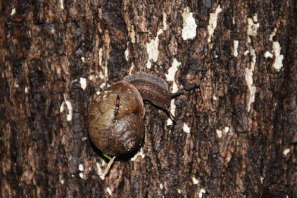 ��ţ�������