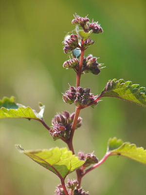 ҩ��ֲ��ˮ����