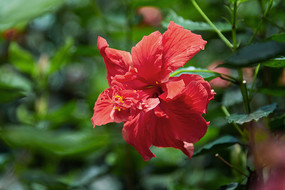 ʢ�������Ȼ�