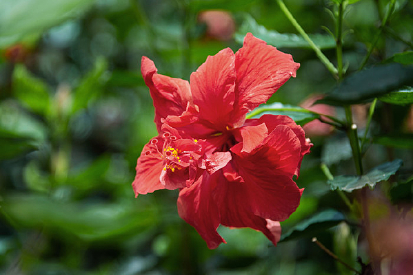 ʢ�������Ȼ�