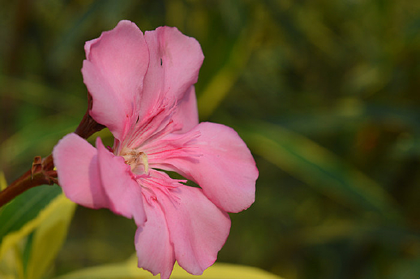 �ۺ�ɫ�����һ���