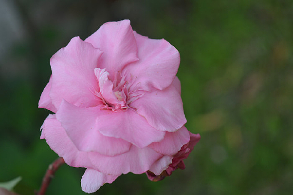 �ۻ�������