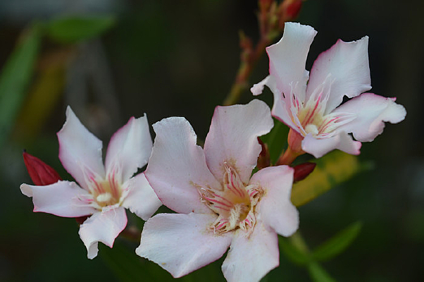 ����׻�������