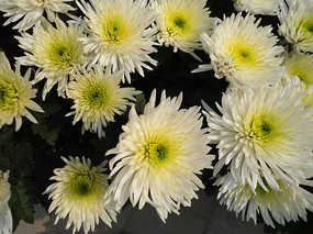 ʢ���İ�ɫ�ջ�