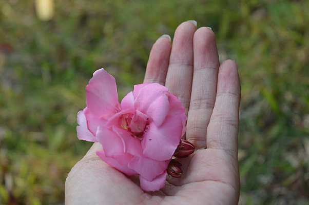 ���ϵķۺ�ɫ������