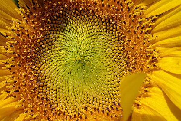 ���տ���