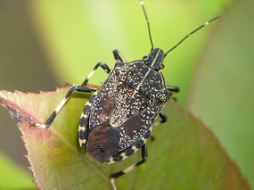 ��Ƥ����д