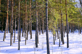 ����ѩ��