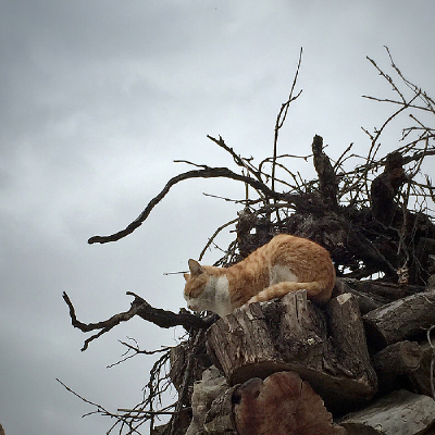 һֻ���˵�è