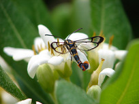 ��ɫ��ͩ���ϵ�͸���