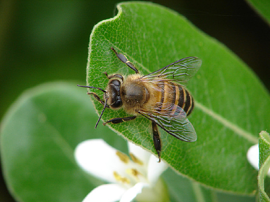 ��Ҷ�ϵ�һֻ�۷�